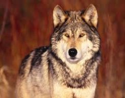 Волк в Уолл Стрит